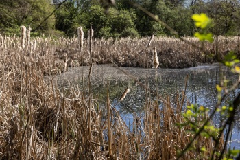 Mokrad_Lutynska_piskovna-II.