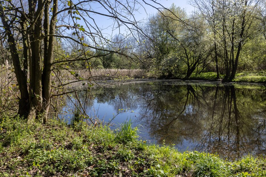 Skupina Veolia snižuje emise i díky mokřadům.  Na jejich odkup vyčlenila miliony