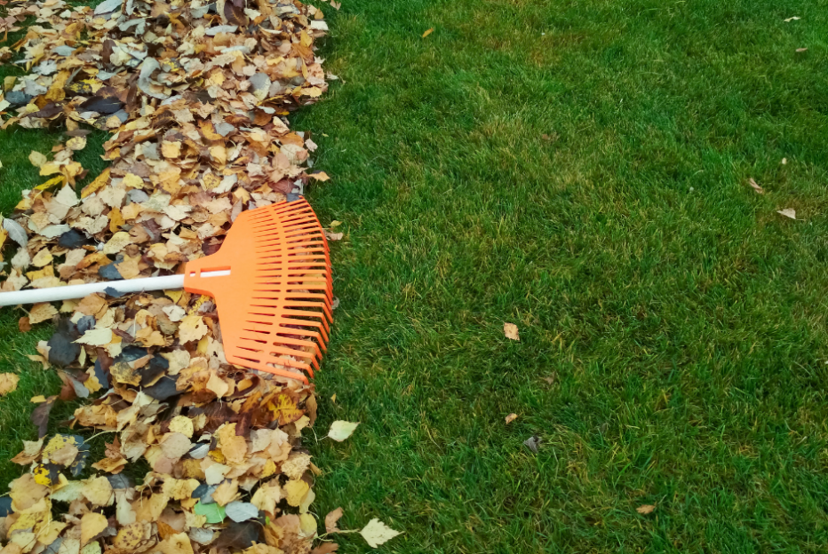 Podzimní péče rozhoduje: připravte trávník na zimu a zbavte ho mechu